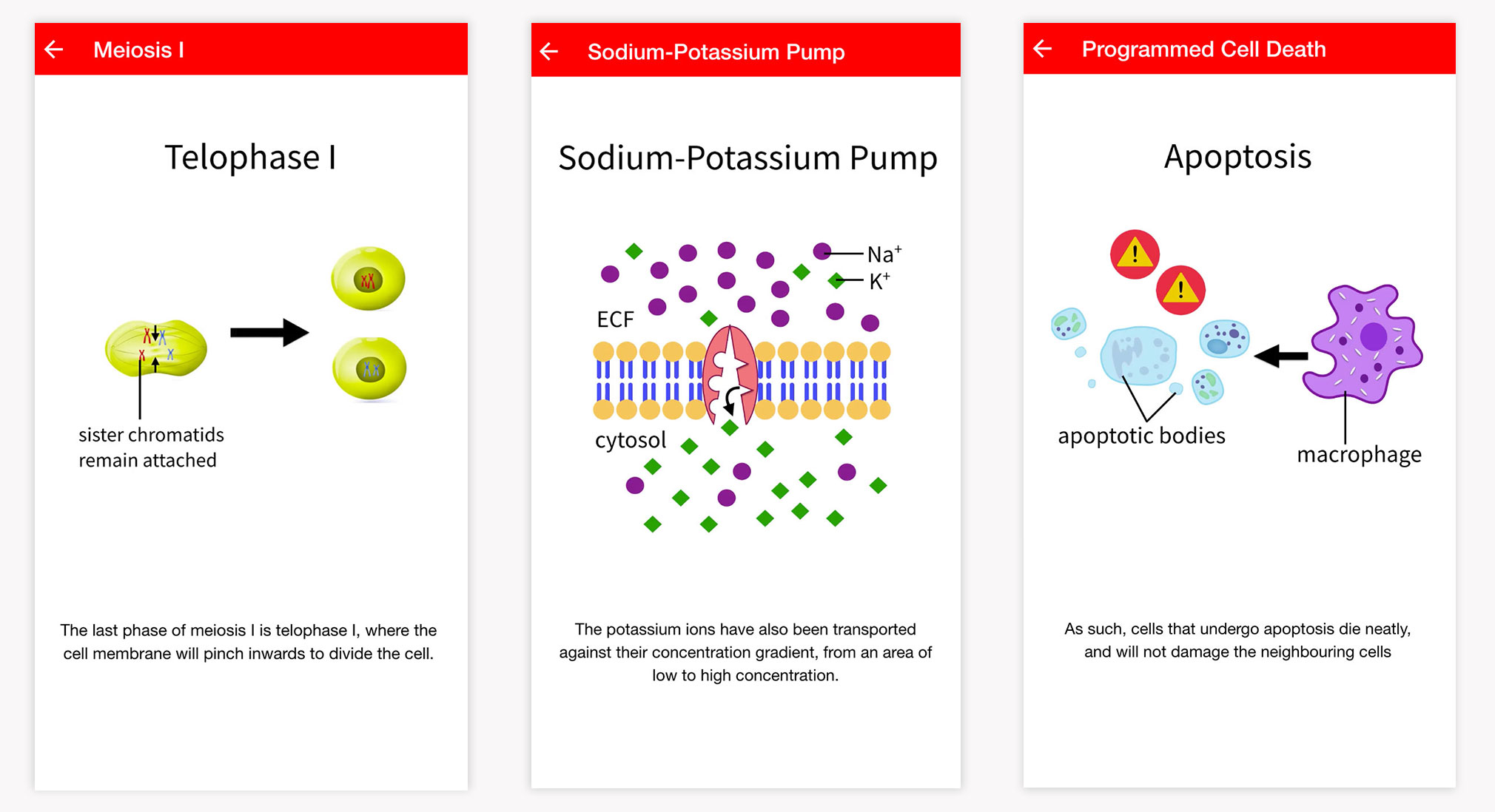 Intro Cell Biology Types of Questions Intro Cell Biology Types of Questions