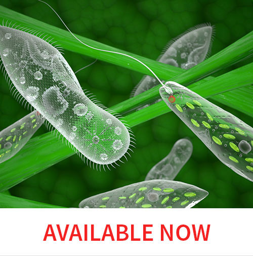 Microbiology Course Cover Image