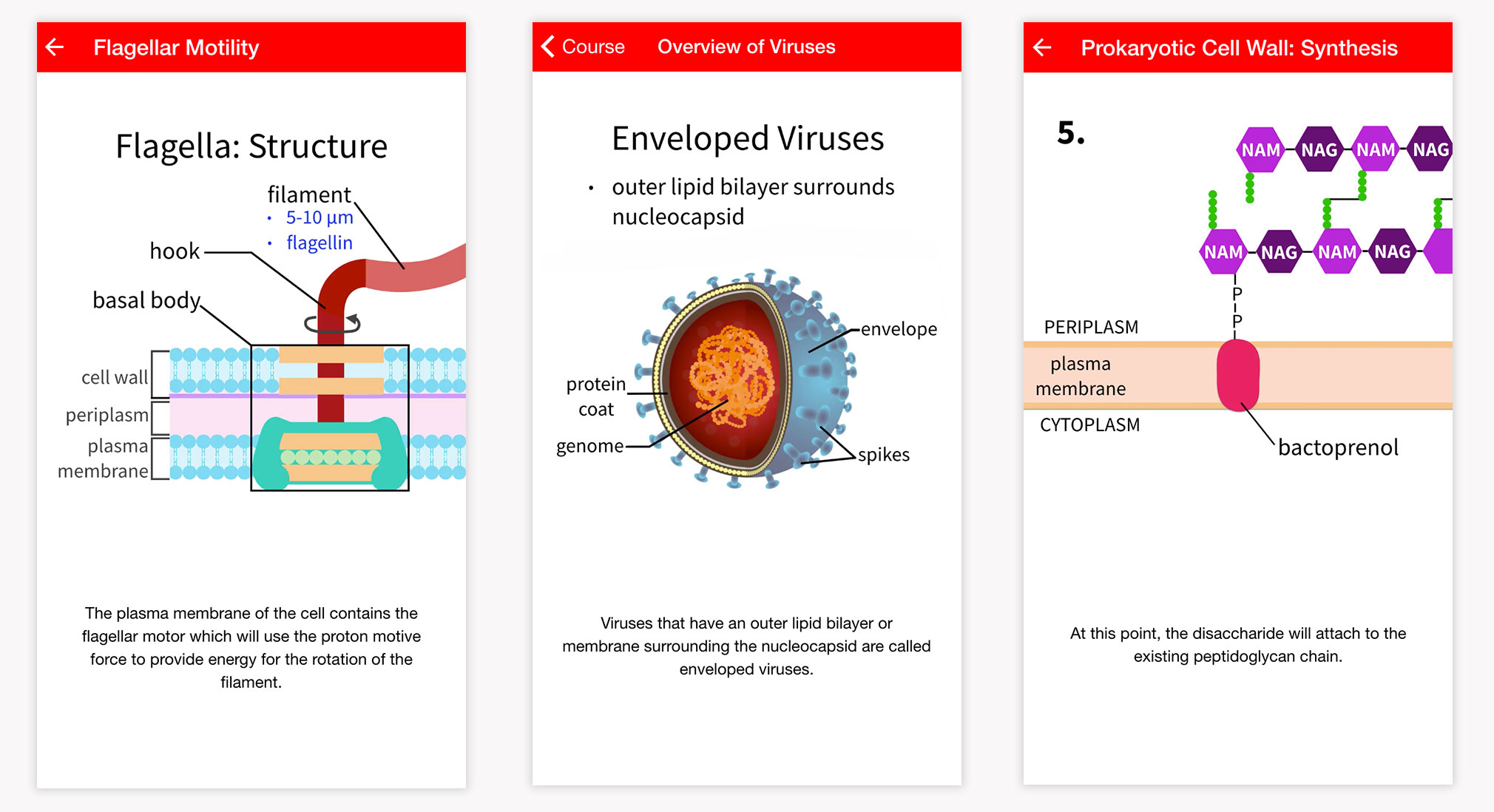 Microbiology Types of Questions Microbiology Types of Questions