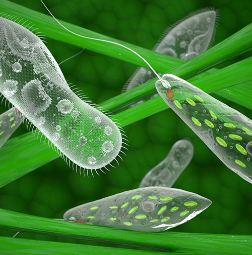 Microbiology